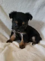 Hawk, a male Yorkshire Terrier for sale in Hamlin, WV – 1 of 5