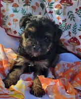 Billy, a male Yorkipoo for sale in Hamlin, WV – 5 of 5