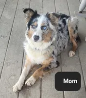 Phil, a male Australian Shepherd and Labrador Retriever for sale in Hamlin, WV – 4 of 4