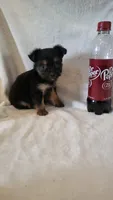 Hawk, a male Yorkshire Terrier for sale in Hamlin, WV – 4 of 5