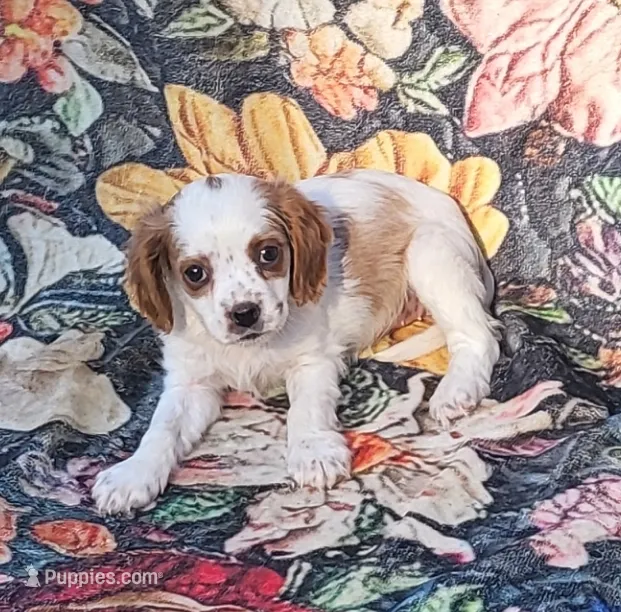 Freckles  – Cavalier King Charles Spaniel puppy for sale in Hamlin, WV