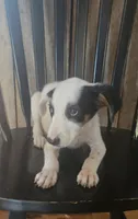 Forge, a male Jack Russell Terrier and Labrador Retriever for sale in Hamlin, WV – 4 of 4
