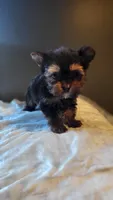 Judd, a male Yorkshire Terrier for sale in Hamlin, WV – Photo 2 of 3