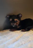 Judd, a male Yorkshire Terrier for sale in Hamlin, WV – Photo 3 of 3