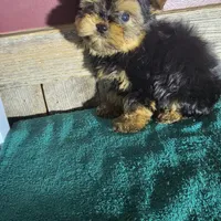 Teddy, a male Yorkshire Terrier for sale in Hamlin, WV – Photo 2 of 5