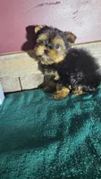 Teddy, a male Yorkshire Terrier for sale in Hamlin, WV – Photo 2 of 5