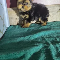 Teddy, a male Yorkshire Terrier for sale in Hamlin, WV – Photo 4 of 5