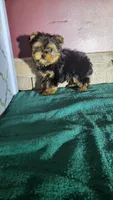 Teddy, a male Yorkshire Terrier for sale in Hamlin, WV – Photo 4 of 5