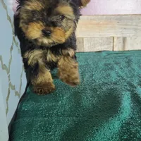 Teddy, a male Yorkshire Terrier for sale in Hamlin, WV – Photo 3 of 5