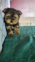 Teddy, a male Yorkshire Terrier for sale in Hamlin, WV – Photo 3 of 5