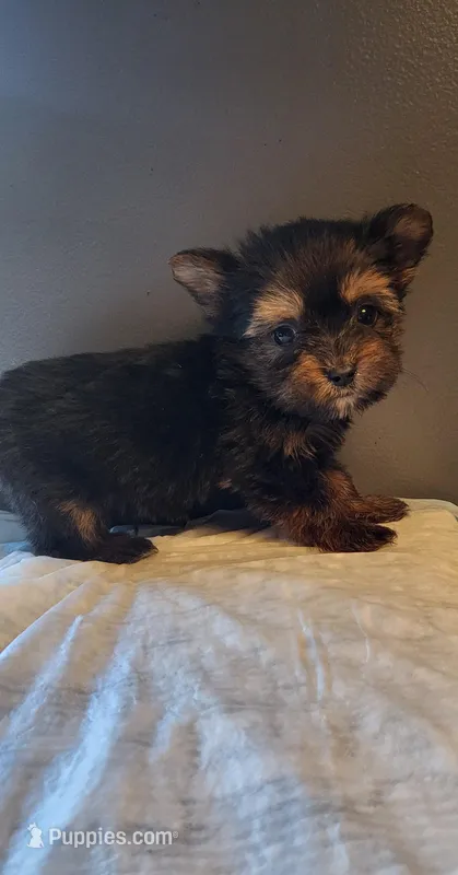 Judd, a male Yorkshire Terrier for sale in Hamlin, WV – Photo 1 of 3