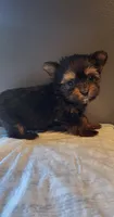 Judd, a male Yorkshire Terrier for sale in Hamlin, WV – Photo 1 of 3