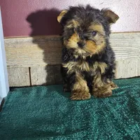 Teddy, a male Yorkshire Terrier for sale in Hamlin, WV – Photo 1 of 5