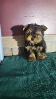 Teddy, a male Yorkshire Terrier for sale in Hamlin, WV – Photo 1 of 5
