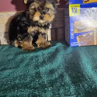 Teddy, a male Yorkshire Terrier for sale in Hamlin, WV – Photo 5 of 5