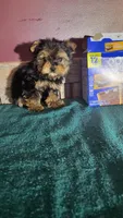 Teddy, a male Yorkshire Terrier for sale in Hamlin, WV – Photo 5 of 5