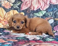 Barney , a male Cavalier King Charles Spaniel for sale in Hamlin, WV – 2 of 5