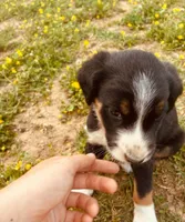 Billy, a male Australian Shepherd and Labrador Retriever for sale in Hamlin, WV – 5 of 5