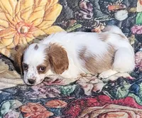 Freckles , a female Cavalier King Charles Spaniel for sale in Hamlin, WV – 3 of 6
