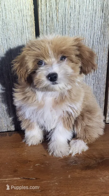 Marvin  – Morkie puppy for sale in Hamlin, WV