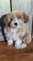 Marvin , a male Morkie for sale in Hamlin, WV – 1 of 5