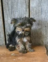 Princess , a female Yorkshire Terrier for sale in Hamlin, WV – 5 of 5
