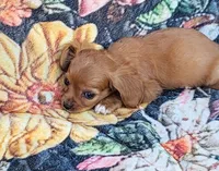 Barney , a male Cavalier King Charles Spaniel for sale in Hamlin, WV – 5 of 5