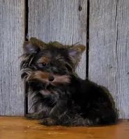 Princess , a female Yorkshire Terrier for sale in Hamlin, WV – 2 of 5