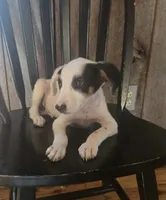 Forge, a male Jack Russell Terrier and Labrador Retriever for sale in Hamlin, WV – 2 of 4