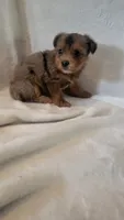 Van, a male Yorkshire Terrier for sale in Hamlin, WV – 2 of 4