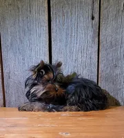 Princess , a female Yorkshire Terrier for sale in Hamlin, WV – 4 of 5