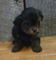 Marky, a male Yorkshire Terrier for sale in Hamlin, WV – 2 of 8