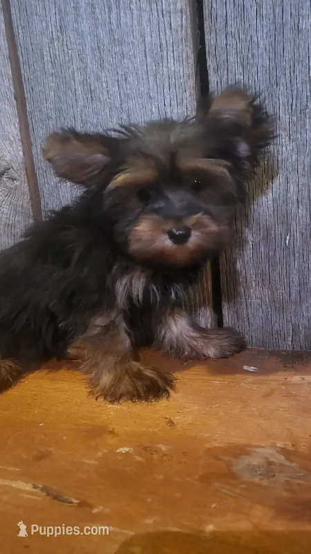 Judd – Yorkshire Terrier puppy for sale in Hamlin, WV