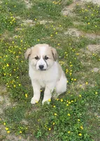 Molly, a female Great Pyrenees for sale in Hamlin, WV – 2 of 3