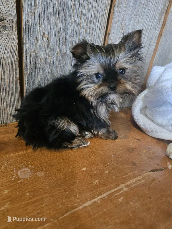 Prissy – Yorkshire Terrier puppy for sale in Hamlin, WV