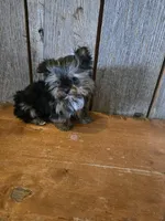 Prissy, a female Yorkshire Terrier for sale in Hamlin, WV – Photo 3 of 5