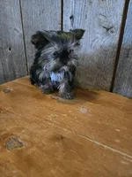 Prissy, a female Yorkshire Terrier for sale in Hamlin, WV – Photo 5 of 5