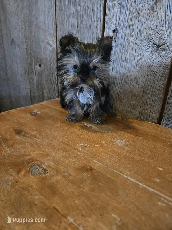 Prissy – Yorkshire Terrier puppy for sale in Hamlin, WV