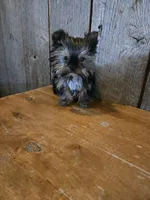 Prissy, a female Yorkshire Terrier for sale in Hamlin, WV – Photo 1 of 5