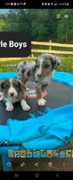 Phil, a male Australian Shepherd and Labrador Retriever for sale in Hamlin, WV – 3 of 4