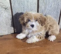 Marvin , a male Morkie for sale in Hamlin, WV – 4 of 5