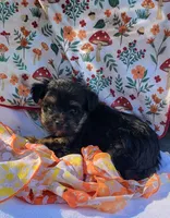 Billy, a male Yorkipoo for sale in Hamlin, WV – 2 of 5