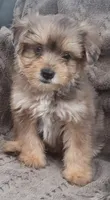 Bluey, a male Yorkshire Terrier for sale in Hamlin, WV – 3 of 7