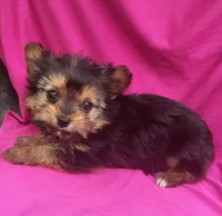Tilly, a female Yorkshire Terrier for sale in Hamlin, WV – 2 of 3