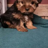 Barbie, a female Yorkshire Terrier for sale in Hamlin, WV – Photo 2 of 4