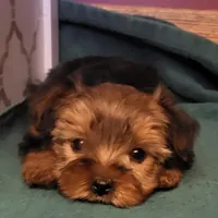 Barbie, a female Yorkshire Terrier for sale in Hamlin, WV – Photo 1 of 4