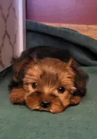 Barbie, a female Yorkshire Terrier for sale in Hamlin, WV – Photo 1 of 4