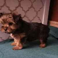 Barbie, a female Yorkshire Terrier for sale in Hamlin, WV – Photo 3 of 4