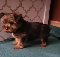 Barbie, a female Yorkshire Terrier for sale in Hamlin, WV – Photo 3 of 4