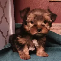 Barbie, a female Yorkshire Terrier for sale in Hamlin, WV – Photo 4 of 4